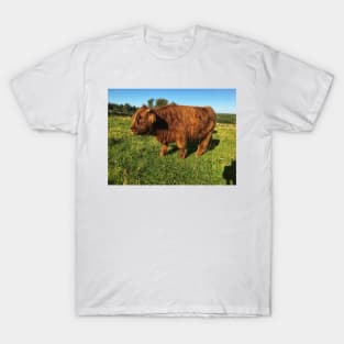 Scottish Highland Cattle Calf 2093 T-Shirt